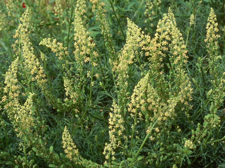 Reseda lutea