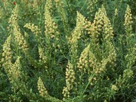 Reseda lutea