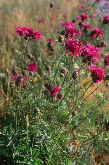 Centaurea scabiosa