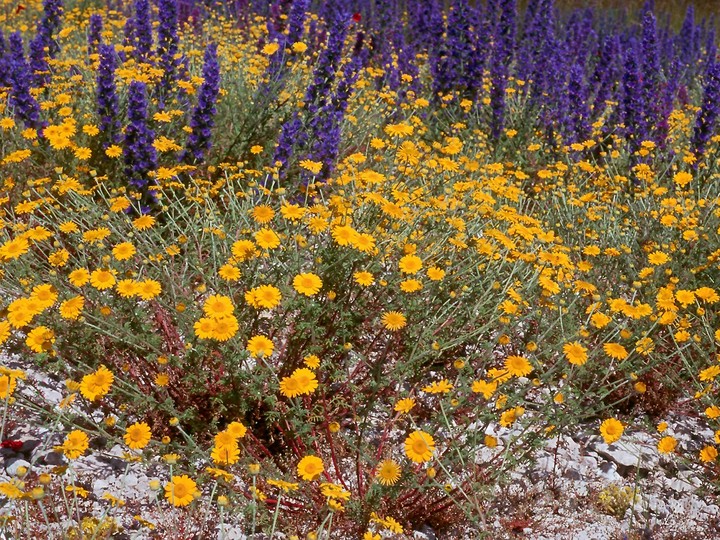 Anthemis tinctoria