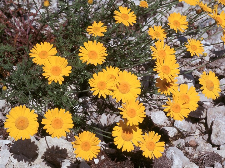 Anthemis tinctoria