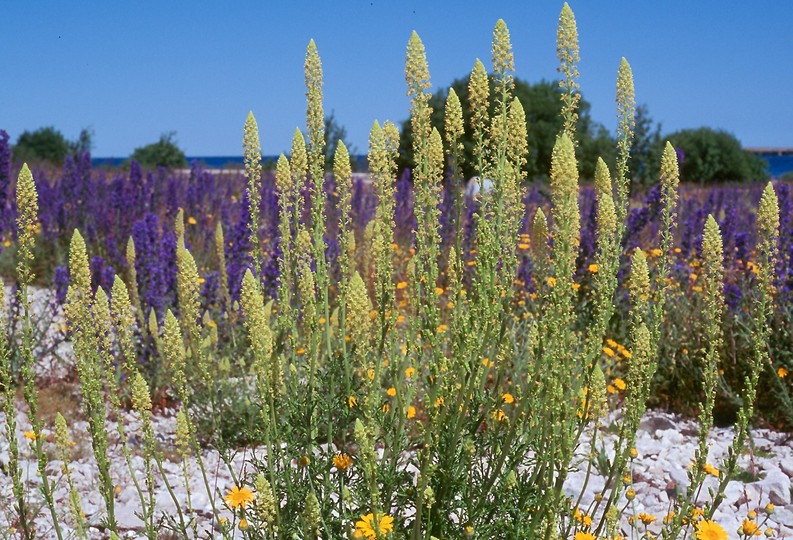 Reseda lutea