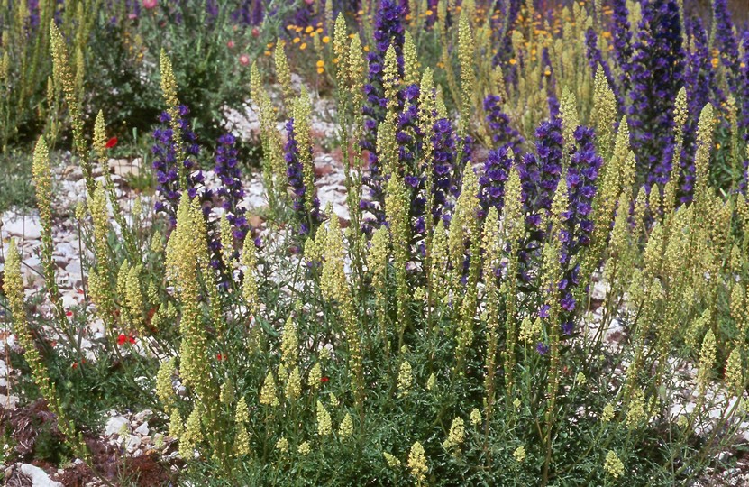 Reseda lutea