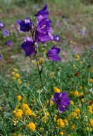 Campanula persicifolia