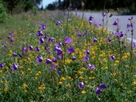 Campanula persicifolia