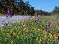 Campanula persicifolia