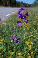 Campanula persicifolia