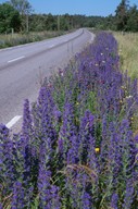 Echium vulgare