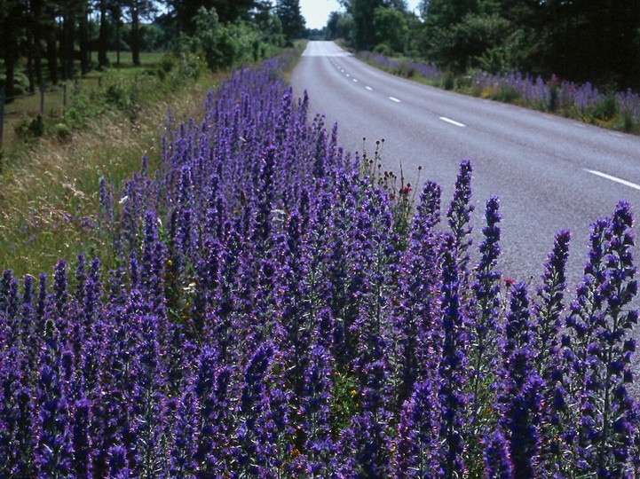 Echium vulgare