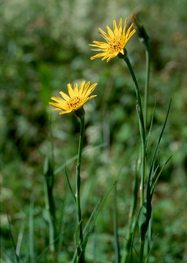 Tragopogon pratensis