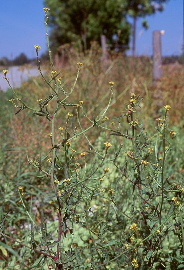 Sisymbrium officinale