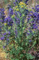 Senecio jacobaea ssp. dunensis