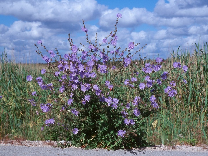 Cichorium intybus