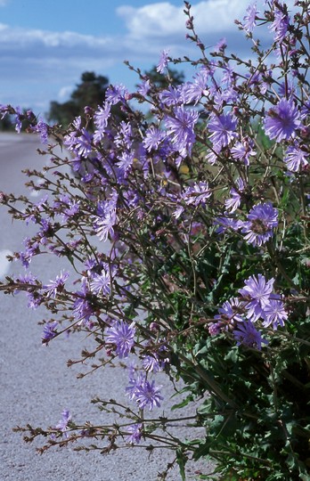 Cichorium intybus