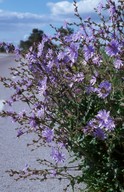 Cichorium intybus