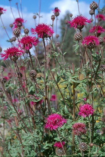 Centaurea scabiosa