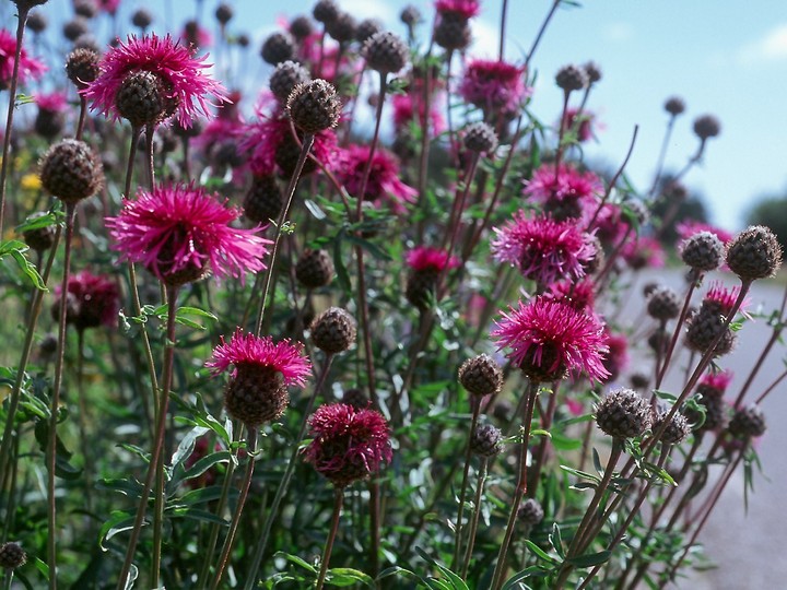 Centaurea scabiosa