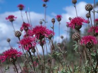 Centaurea scabiosa