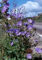 Cichorium intybus