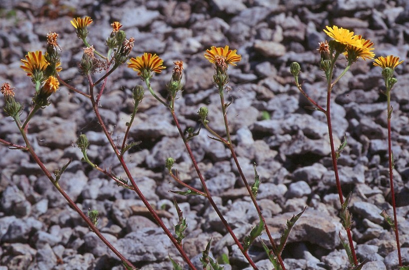 Picris hieracioides