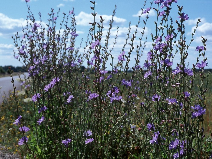 Cichorium intybus