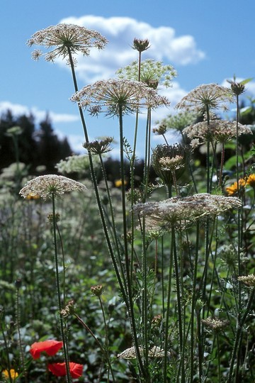 Daucus carota