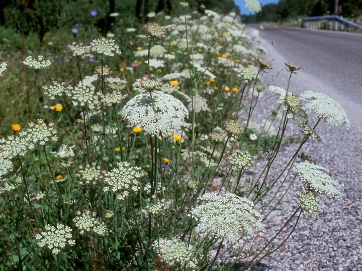 Daucus carota