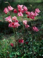 Aquilegia vulgaris