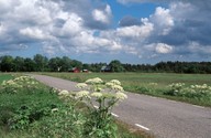 Heracleum platytaenium