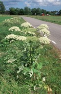 Heracleum platytaenium