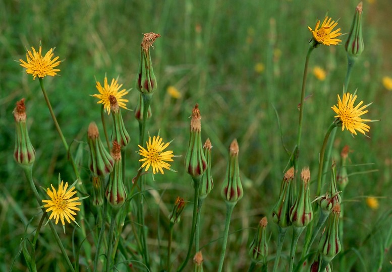 Tragopogon pratensis ssp. minor