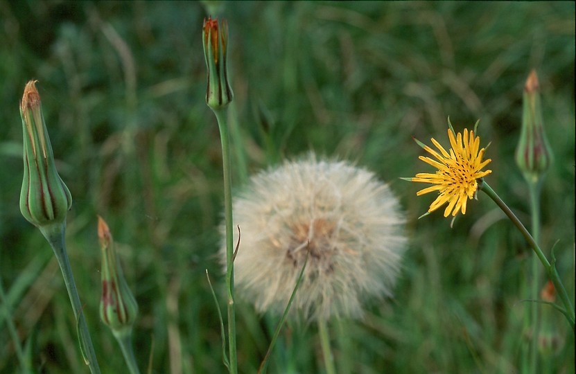 Tragopogon pratensis ssp. minor