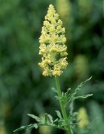 Reseda lutea