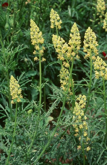 Reseda lutea