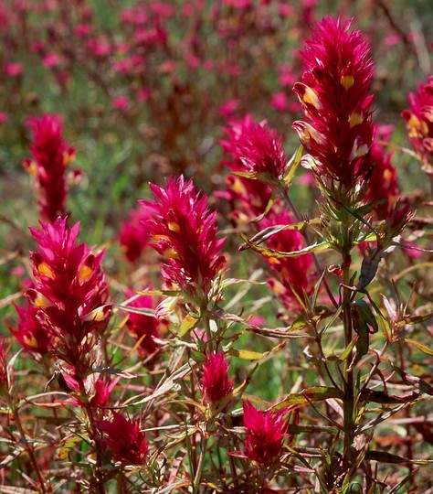 Melampyrum arvense