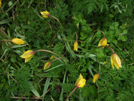 Tulipa sylvestris