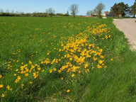 Tulipa sylvestris