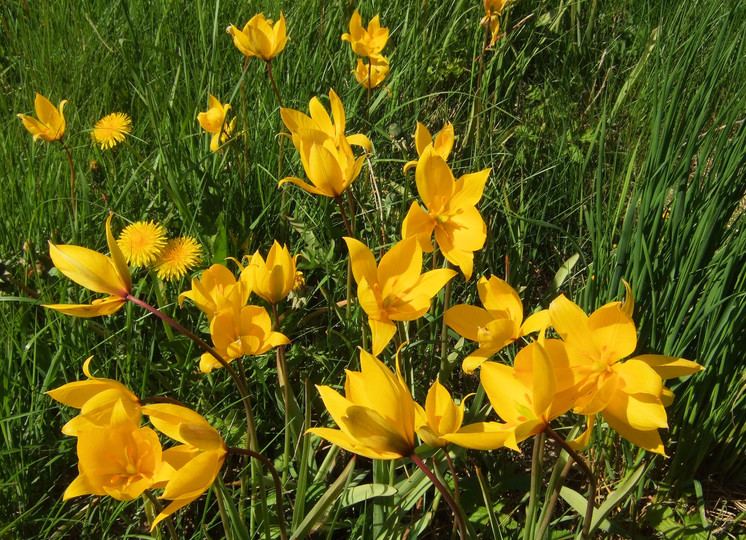 Tulipa sylvestris