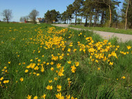 Tulipa sylvestris