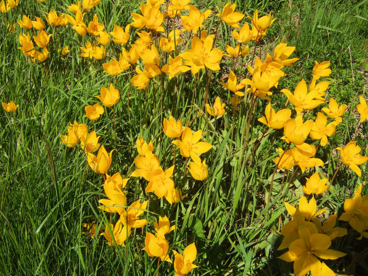 Tulipa sylvestris