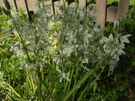 Ornithogalum nutans