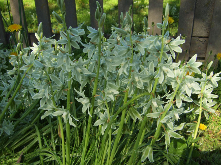 Ornithogalum nutans