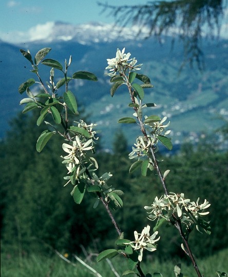 Amelanchier ovalis