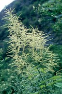 Aruncus dioicus