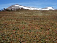 Rubus chamaemorus