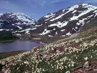 Dryas octopetala