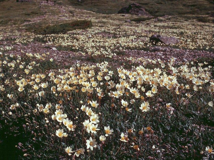 Dryas octopetala