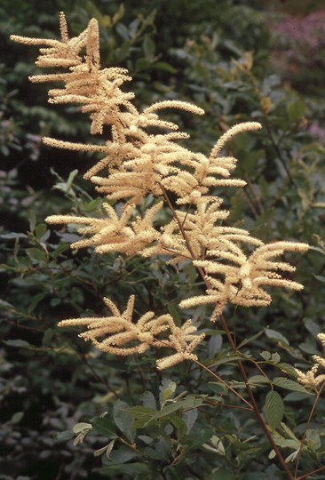 Aruncus dioicus