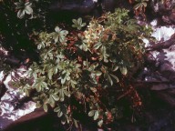 Potentilla caulescens