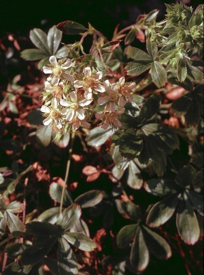 Potentilla caulescens